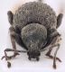 tuscoinsularis-front-WEB.jpg
