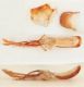 Appartto-copulatore-maschile-tuscoinsularis.jpg