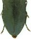 Phaenops_formaneki_Slovacchia_apice.jpg