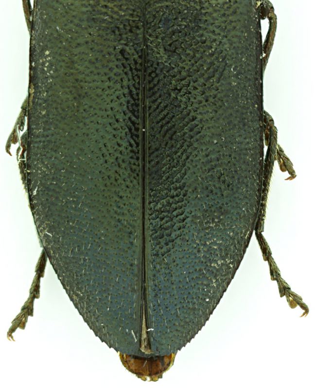 Phaenops_formaneki_Slovacchia_apice.jpg