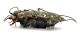 Comb1568_38zF8cr.jpg