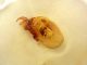 Staphy 8 Anotylus edeago.jpg