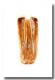Aulonogyrus striatus_pene e parameri.jpg