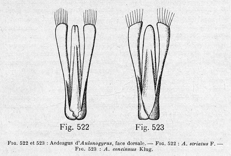 Aulonogyrus spp_edeagi_da Guignot 1931-33.jpg