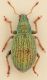 -Sciaphobus-abbreviatus-up-PMax-WEB-vert.jpg
