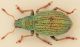 -Sciaphobus-abbreviatus-up-PMax-WEB-orizz.jpg