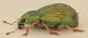 -Sciaphobus-abbreviatus-lat-PMax-WEB.jpg