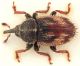 Mecinus-simus-up-orizz WEB.jpg