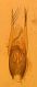 Mycetoporus edeago 1.jpg