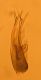 Mycetoporus edeago 2.jpg