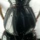 Quedius (Distichalius) cinctus - pronoto.jpg