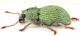 Sciaphobus-scitulus-lat-WEB.jpg