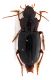 Comb1579_10zF8cr.jpg