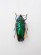 Metaxymorpha sp. verso.jpg