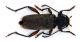 Callidium coriaceum_06.jpg