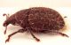 Lachnaeus-crinitus-lat-WEB.jpg