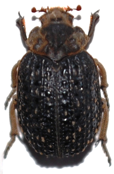 Afromorgus melancholicus (Fahraeus, 1857).JPG