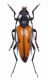 Cerambycidae sp. 1- Grecia-Sparta,Loc. Mistras, mt.450 - 23-VI-2007 - 17 mm. - Legit Leonida Grazioli.JPG