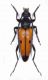 Cerambycidae sp.2 - Grecia-Xanthi,Loc. Lokodromio, mt.400 - 17-VI-2007 - 14 mm. - Legit Leonida Grazioli.JPG