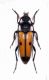 Cerambycidae sp.3 - Grecia-Drama,Loc. Prosotani, mt.600 - 18-VI-2007 - 14 mm. - Legit Leonida Grazioli.JPG