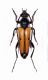 Cerambycidae sp.4 - Grecia-Drama,Loc. Prosotani, mt.600 - 18-VI-2007 - 14 mm. - Legit Leonida Grazioli.JPG