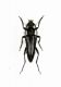 Cerambycidae sp.5 - Grecia-Drama,Loc. Prosotani, mt.600 - 18-VI-2007 - 14 mm. - Legit Leonida Grazioli.JPG