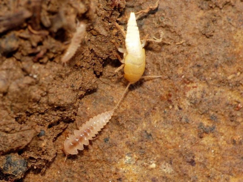 zigentoma con tricholepisma aurea e.jpg