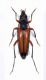 Strictoleptura tripartita male- Turkey-Artvin prov.-Kafkasor,1650 mt.-16-VIII-2004-10 mm. - Legit Franco Sandel.JPG