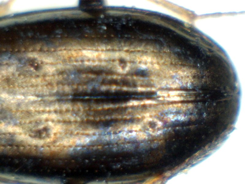 bembidion2.jpg