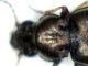 bembidion3.jpg