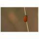 Clytra quadripunctata-2.jpg