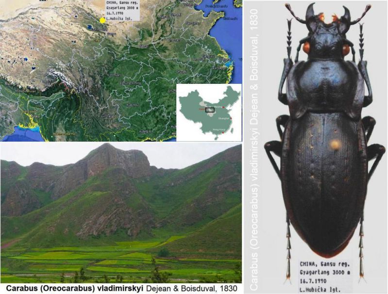 Carabus (Oreocarabus) vladimirskyi Dejean & Boisduval,  1830 - Kopie.jpg