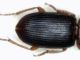 ophonus4.jpg