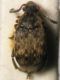IMG_9731a Bruchidius pusillus.JPG
