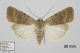 8590_clavipalpis_Caradrina_f1A.jpg