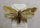 Lampronia splendidella 1.JPG
