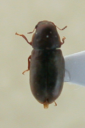 Anobiidae.jpg