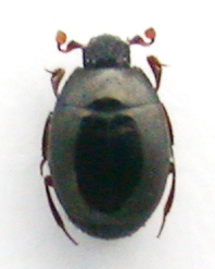 Histeridae b.jpg