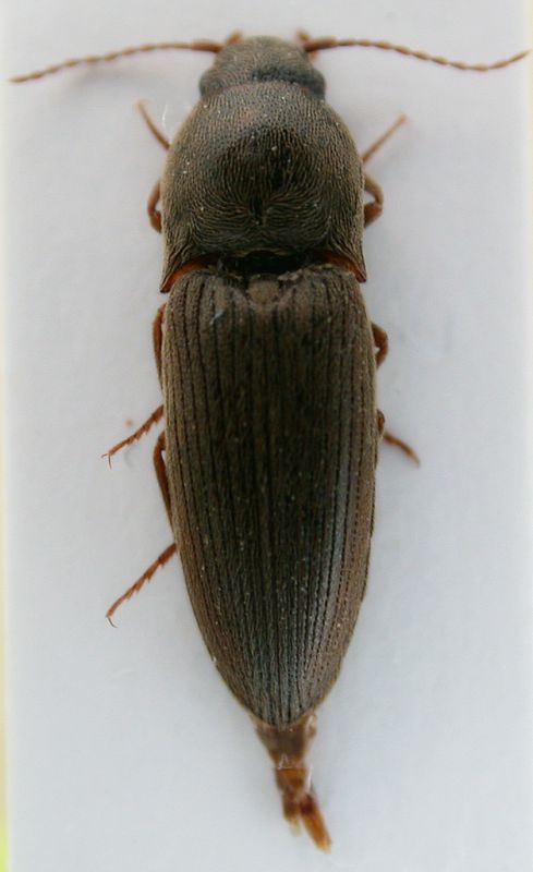 Elateridae.jpg