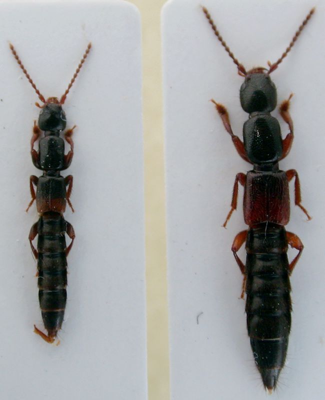 Staphylinidae.jpg