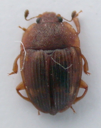 Nitiduldae 1.jpg