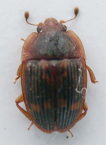 Nitidulidae 2.jpg