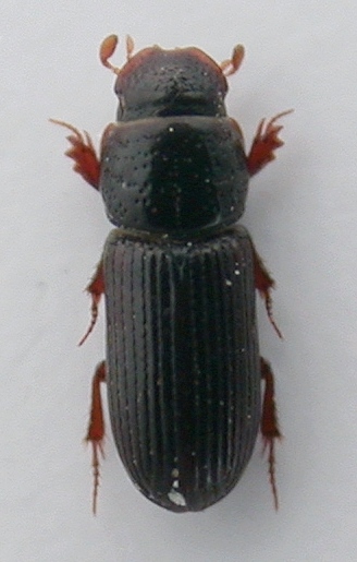 Pleurophorus caesus b.jpg