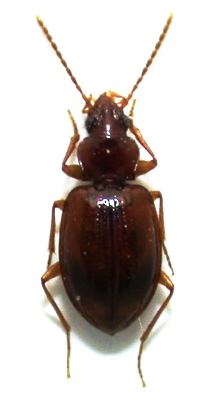 Paratachys fulvicollis.JPG