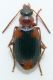 Lebia humeralis.jpg