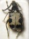 IMG_9718 Bruchidius marginalis.JPG