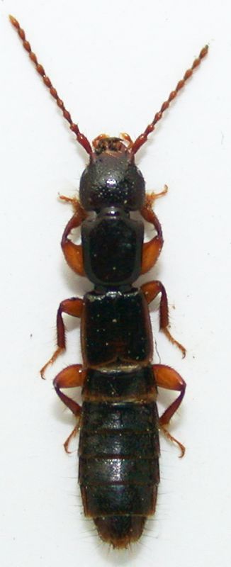 Staphylinidae Paederinae cf. 7mm.jpg