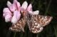 2010_06_19__057.JPG