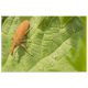 Lixus sp.jpg
