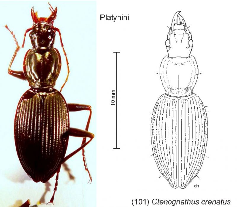 Ctenognathus.jpg